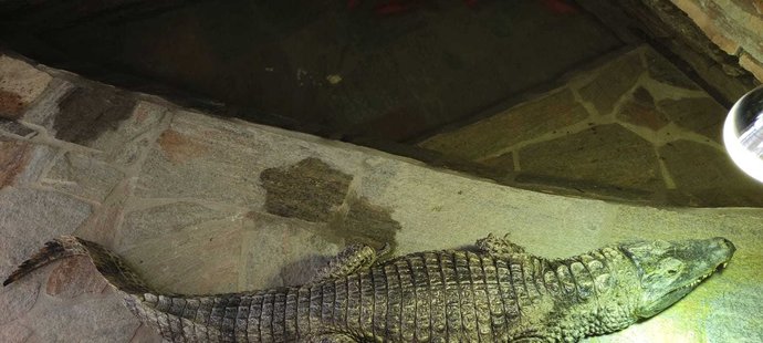 Nový domácí mazlíček Karlose Vémoly - krokodýl.