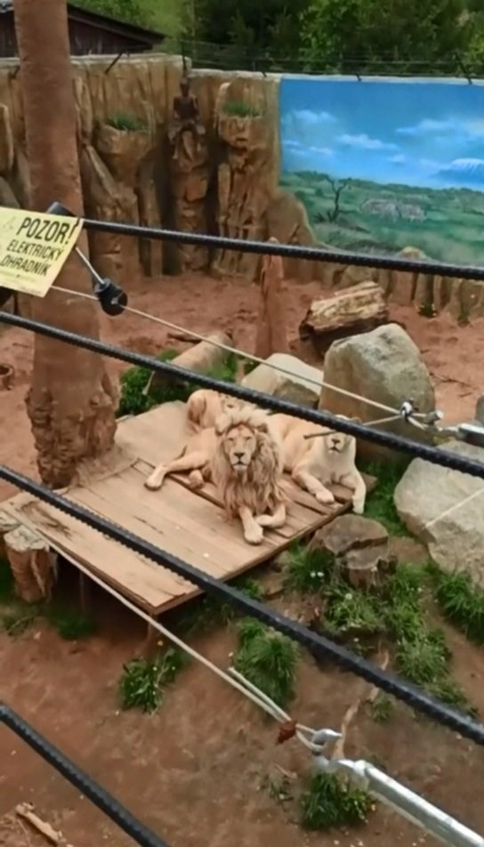 Lví rodinka, kterou Karlos Vémola v ZOO Plasy pravidelně navštěvuje