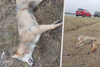 Na dálnici D10 zabilo auto mladého vlka: Ochránci chtějí nadchody, vlk na silnici uhynul i na jihu Čech
