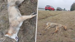 Na dálnici D10 zabilo auto mladého vlka: Ochránci chtějí nadchody, vlk na silnici uhynul i na jihu Čech