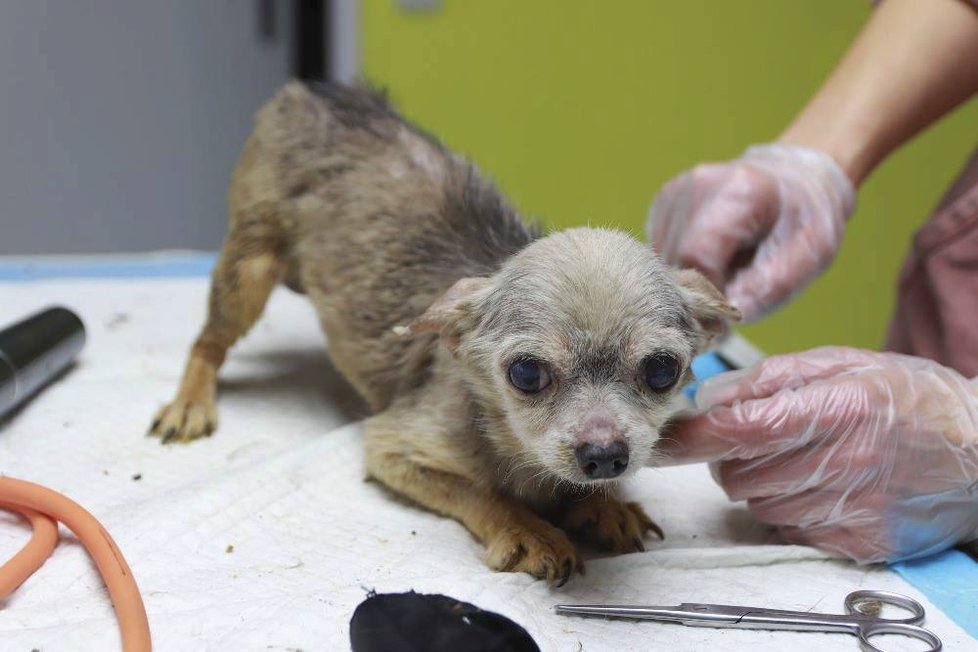 Každý ze zachráněných pejsků prošel důkladnou veterinární kontrolou. Vyhráno zdaleka nemají