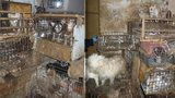 Dům hrůzy na Vysočině: Stovky psů trpěly v klecích plných výkalů, stěny domu byly nasáklé močí