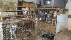 Dům hrůzy na Vysočině: Stovky psů trpěly v klecích plných výkalů, stěny domu byly nasáklé močí.