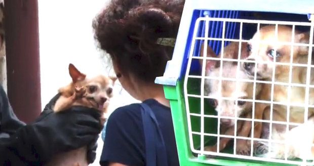 Hrůza na Plzeňsku: Zápach, výkaly a zubožení psi v odhalené množírně  