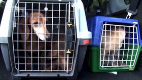 Stovka týraných psů propadla státu: Ten je vykastruje a rozprodá