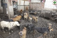 Otřesné detaily ze záchrany týraných psů: Koňská jatka a metrové řetězy, ochráncům hrozí roky ve vězení