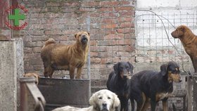 Psí koncentrák šokoval i otrlé: V množírně se zvířata navzájem požírala, mnozí se utopili v bahně a hnoji.