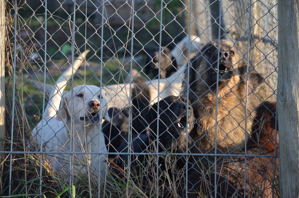 Na rozsáhlém pozemku majitele množírny pobíhaly desítky zanedbaných psů, někteří byli viditelně nemocní, kolem se šířil zápach.