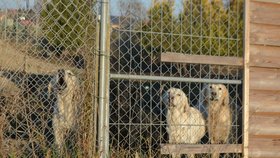 Na rozsáhlém pozemku majitele množírny pobíhaly desítky zanedbaných psů, někteří byli viditelně nemocní, kolem se šířil zápach