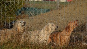 Blesk Tlapky byly u odhalení množírny psů v Německu, kdy chtěl majitel prodávat psy do Česka. Na rozsáhlém pozemku majitele množírny pobíhaly desítky zanedbaných psů.