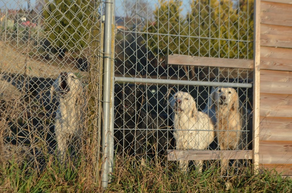 Na rozsáhlém pozemku majitele množírny pobíhaly desítky zanedbaných psů, někteří byli viditelně nemocní, kolem se šířil zápach