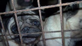 Za týrání zvířat by ve Velké Británii nově mělo padat pět let vězení