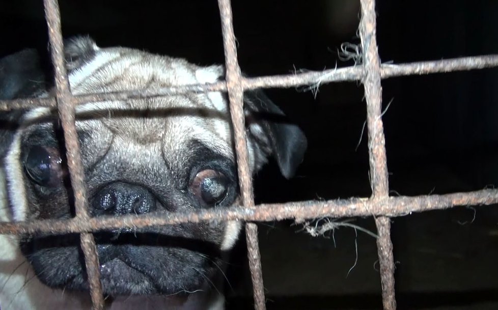 Podle Obránců zvířat se stodola, která je oficiálně zapsána jako chovatelská stanice psů, podobá spíše množírně.