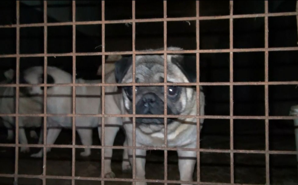 Podle Obránců zvířat se stodola, která je oficiálně zapsána jako chovatelská stanice psů, podobá spíše množírně.
