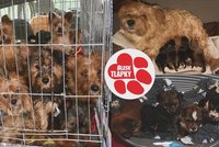 Z psího „koncentráku“ odvezli 40 jorkšírů! Po množitelce z Jesenicka jde policie