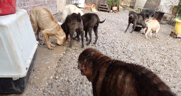 Kotě z parkoviště není dobrá koupě, varují veterináři. A radí s nákupem na inzerát