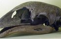 Lebka druhu Dinornis novaezealandiae v berlínském přírodovědném muzeu