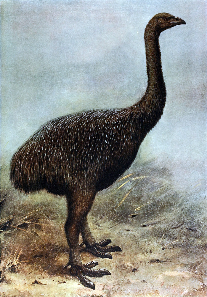 Ptáci moa rodu Dinornis nahradili na Novém Zélandu velké býložravé kopytníky Starého i Nového světa