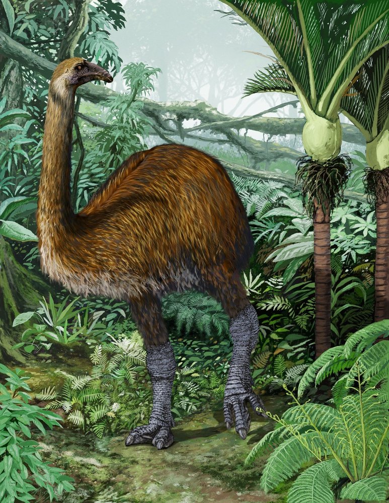 Ptáci moa rodu Dinornis nahradili na Novém Zélandu velké býložravé kopytníky Starého i Nového světa