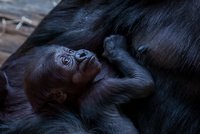 Noční radost v pražské zoo: Gorila Kijivu porodila sourozence Mobi!