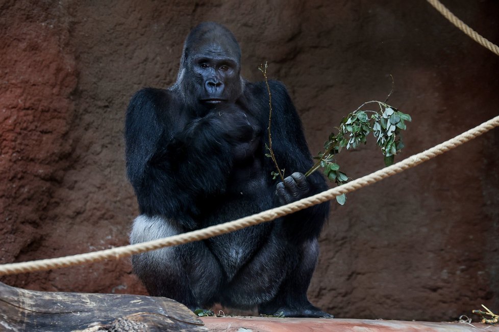 Gorilí samičku narozenou v lednu v Zoo Praha slavnostně pokřtili. Dostala jméno Mobi.