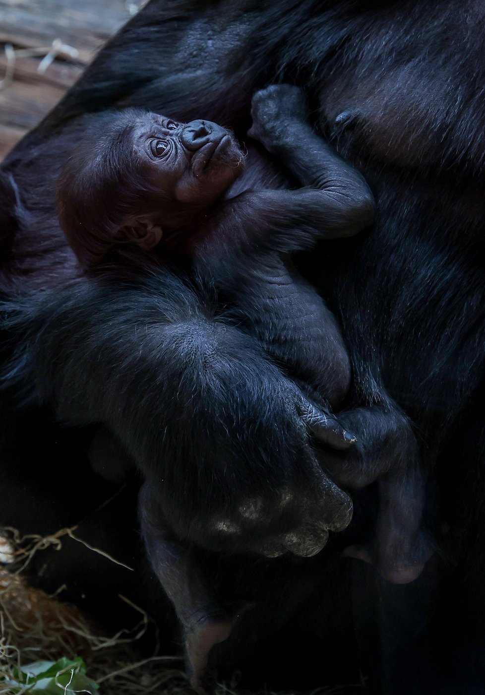 Gorilí samičku narozenou v lednu v Zoo Praha slavnostně pokřtili. Dostala jméno Mobi.
