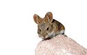 Myš z nížiny pouště Atacama
