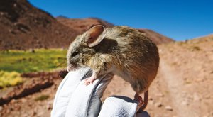Myši jako z Marsu? Žijí na míště nevhodném pro život