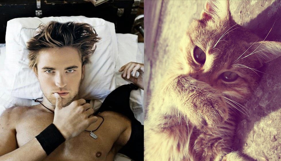 Robert Pattinson vs kotě.