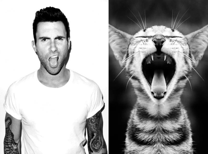 Adam Levine vs. kotě