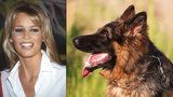Claudia Schiffer má doma zabijáka: Její pes zakousl březí ovci a potrhal dvě další! 