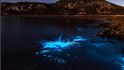 Za blankytnou neonovou modř v Tasmánii může jev zvaný bioluminiscence