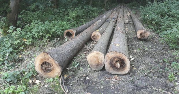V lesoparku Na Krejcárku dojde k pokácení 100 stromů. Zejména půjde o suché a nemocné stromky. (ilustrační foto)