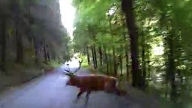 VIDEO: Plzeňská záchranka vezla zraněného motorkáře: Do cesty jim skočil jelen.