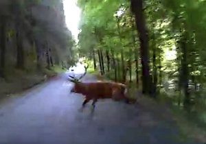 VIDEO: Plzeňská záchranka vezla zraněného motorkáře: Do cesty jim skočil jelen.