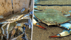 Jaderské moře ohrožuje modrý krab.