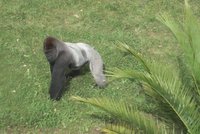 Gorila Moja se stěhuje: Podívejte se na její domov