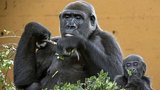 Gorily v pražské zoo se těší na nový přírůstek. Zavítá mezi ně Duni, dcera Moji a vnučka vůdce smečky Richarda! 