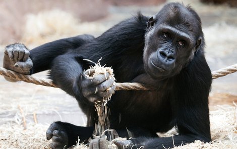 Smutná Moja dnes opustí pražskou zoo, kde se 13. prosince 2004 jako vůbec první mládě gorilí tlupy narodila. Své 7. narozeniny už ale oslaví ve Španělsku...