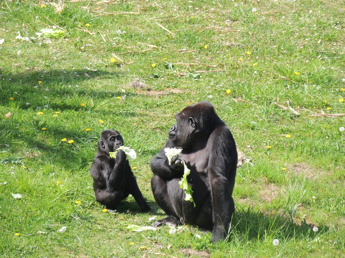 Moja učí Duni jak má gorilí dáma jíst elegantně salát.