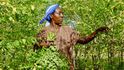 Na pěstování královny superpotravin na břehu jezera Abaya u města Arba Minch v jižní Etiopii mají zásluhu dva Brňané