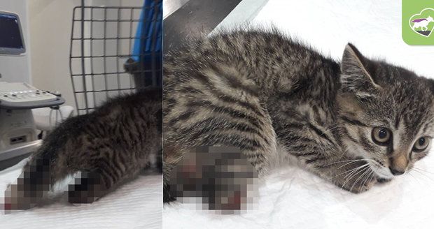 Koťátko našli na hřbitově bez zadních nohou: Není jasné, jestli léčbu přežije