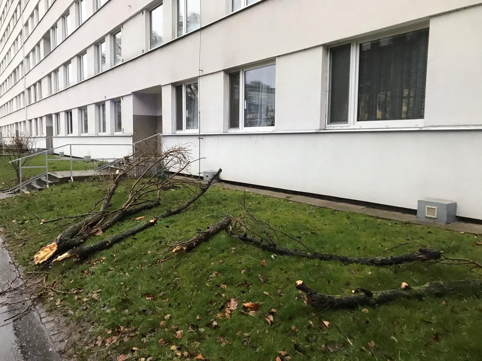 V Molákově ulici na Invalidovně spadl kvůli silnému větru strom, 10. února 2020.
