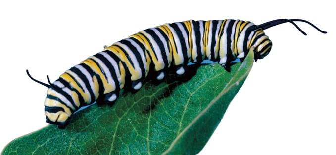 Pestré výstražné zbarvení nemají jen dospělí motýli, ale i jejich jedovaté housenky