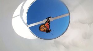 Monarchové v ohrožení: Motýlí migrace bez kompasu