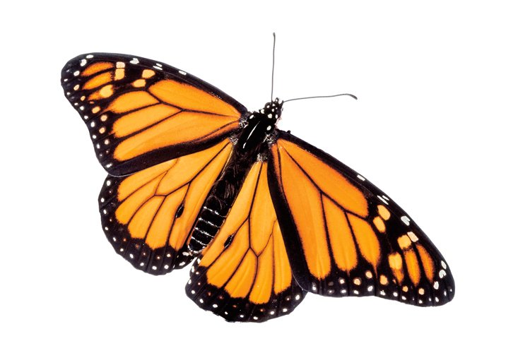 V rozpětí křídel mají monarchové až 10 cm