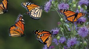  Za  dobrodružstvím s motýly cestovateli: Jak ví, kam mají …