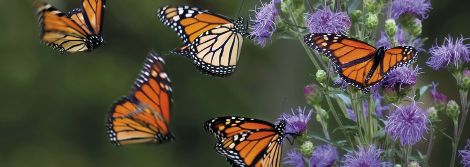 Za dobrodružstvím s motýly cestovateli: Jak ví, kam mají letět?