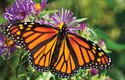 Monarcha stěhovavý: Vytrvalostní letec ze Severní Ameriky
