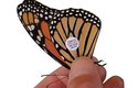 Monarcha stěhovavý: Vytrvalostní letec ze Severní Ameriky